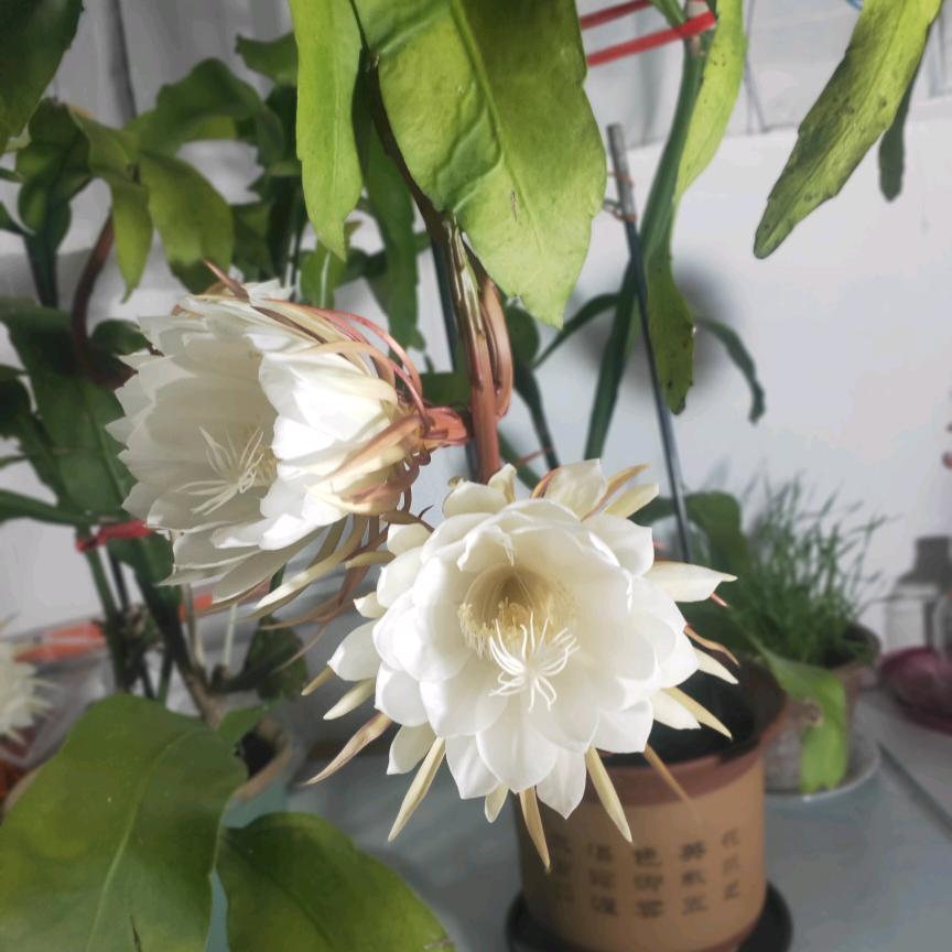 默默