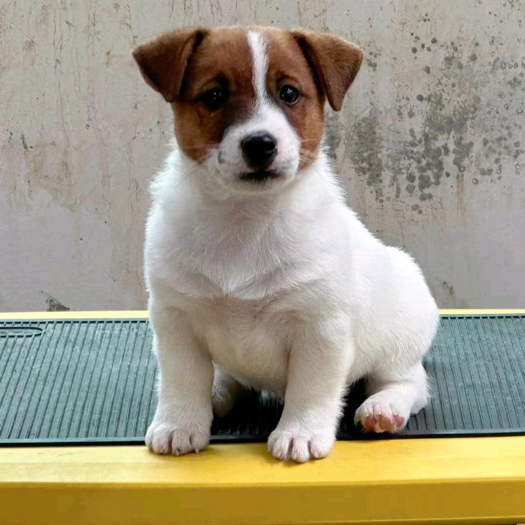 小杰克大马犬