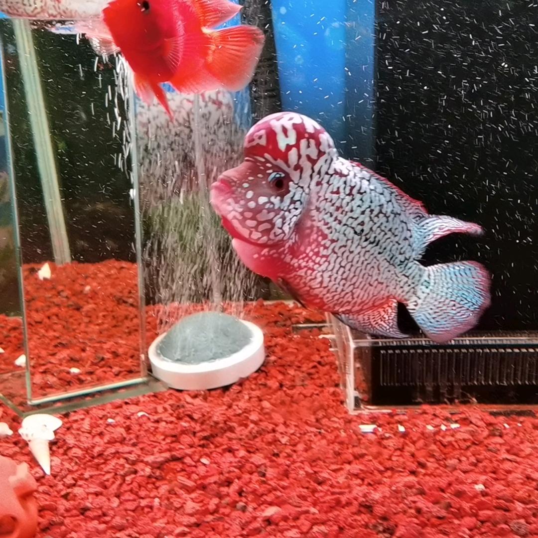 球球爸