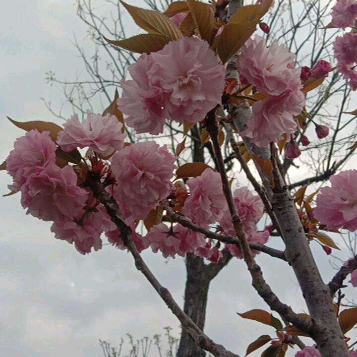 天天向上👆