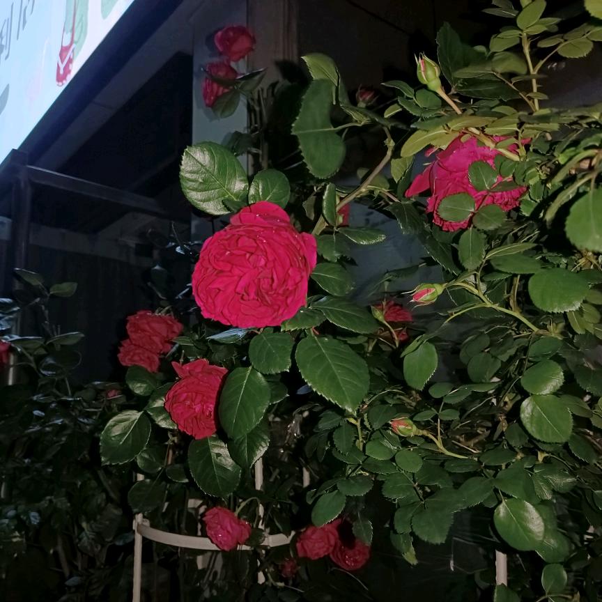 明年花开的时候再见