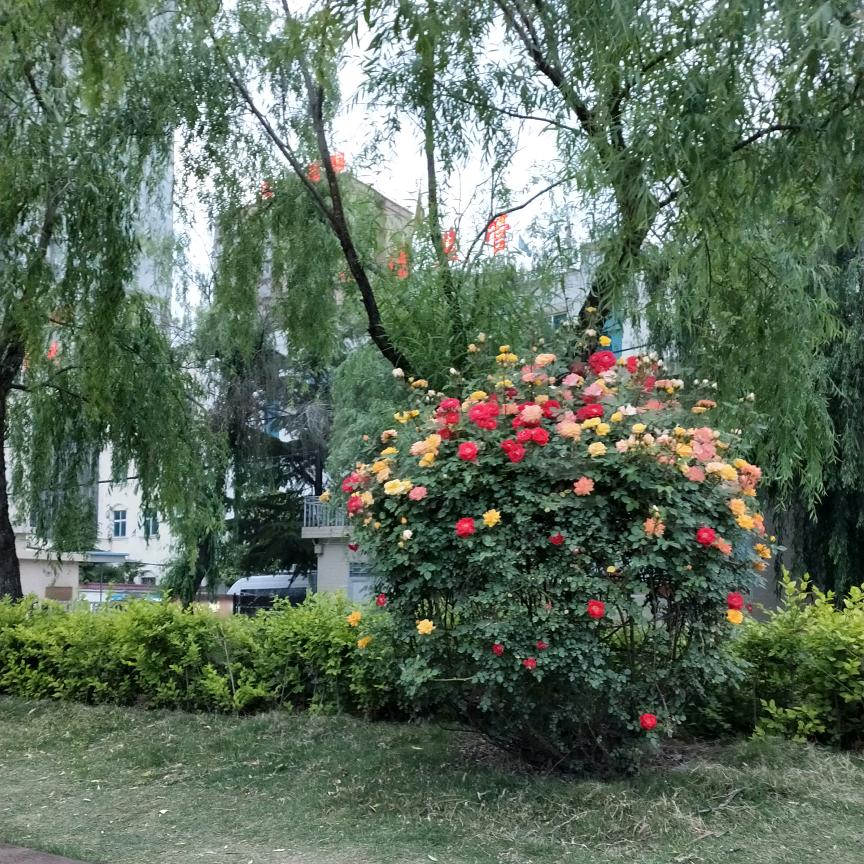 顺其自然
