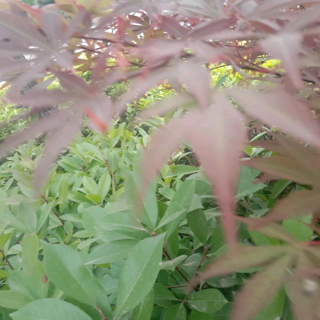 自娱自乐