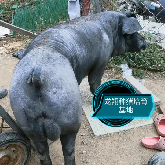 东奥种猪商行-庄趟