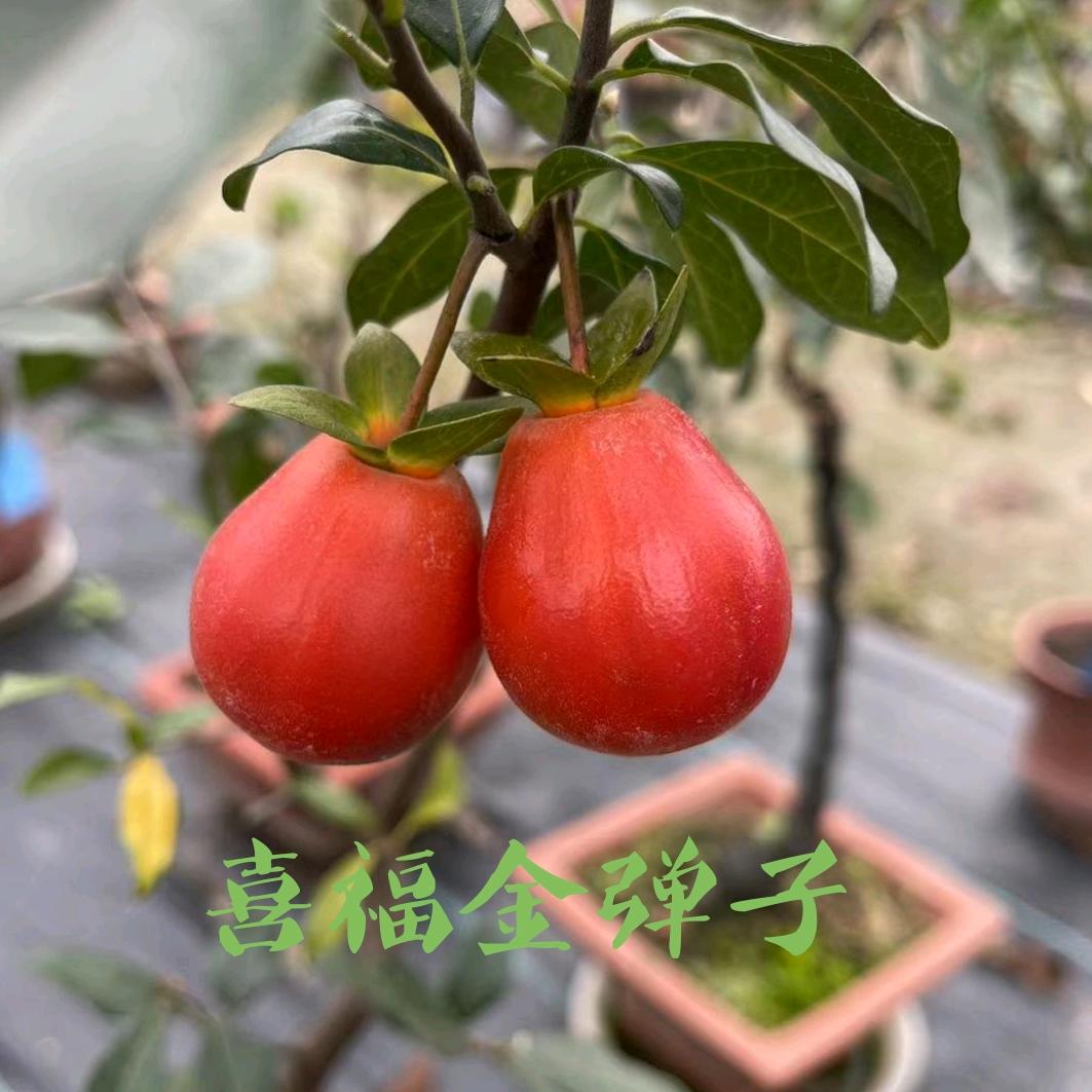 喜福金弹子盆景