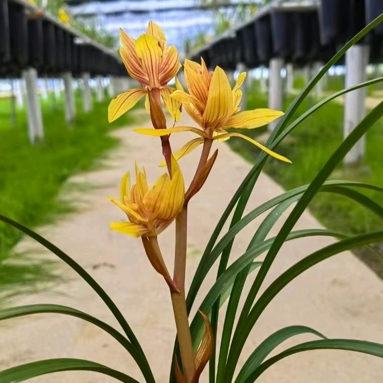 蓄春花卉绿植