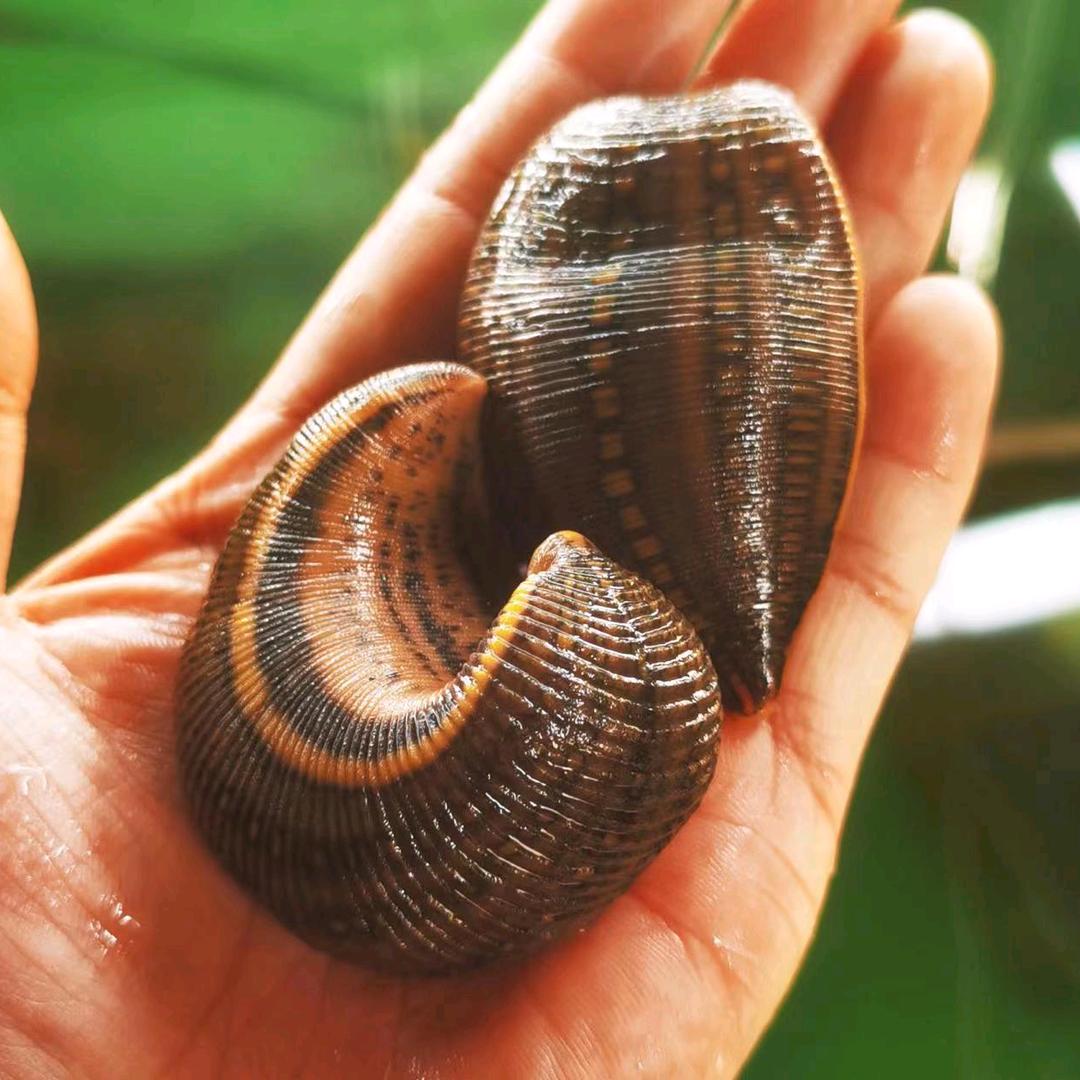 智狼智选双联免疫养蛭法-2号