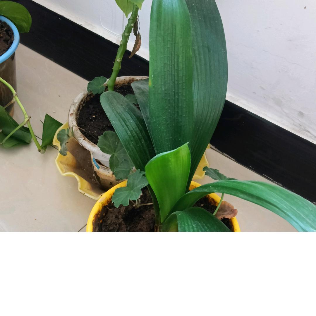 山西峰妹（每天9点开播）