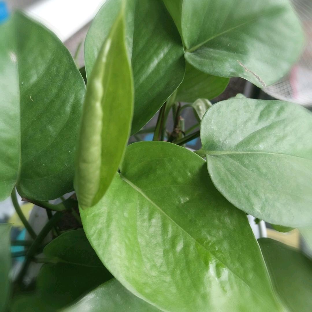 惠风和瑞
