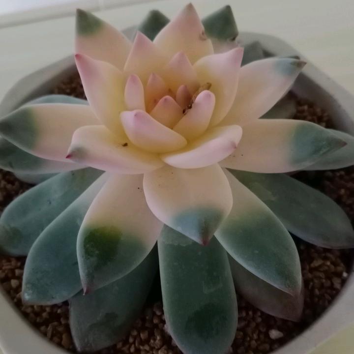 马有财