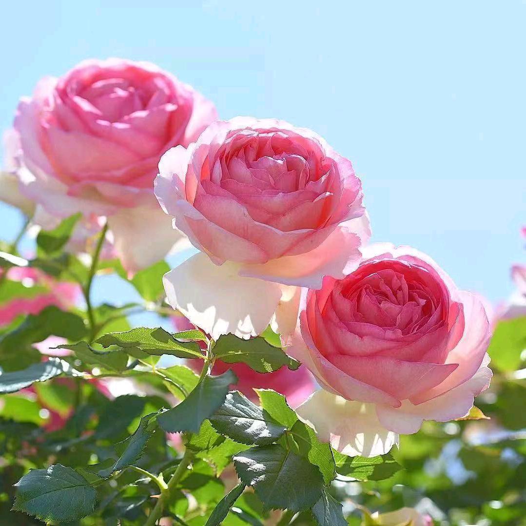 春暖花开