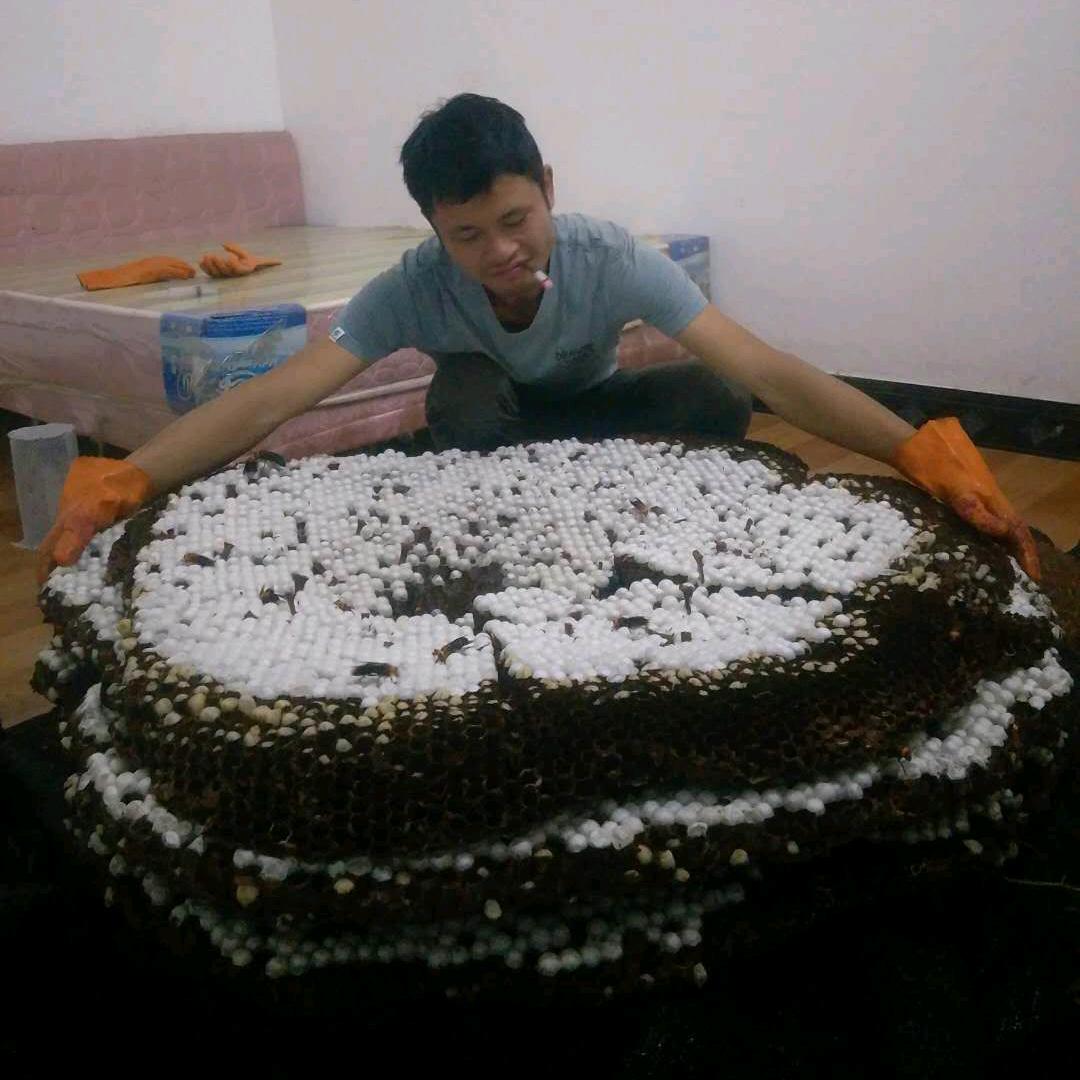 广西河池虎头蜂培育。龙总