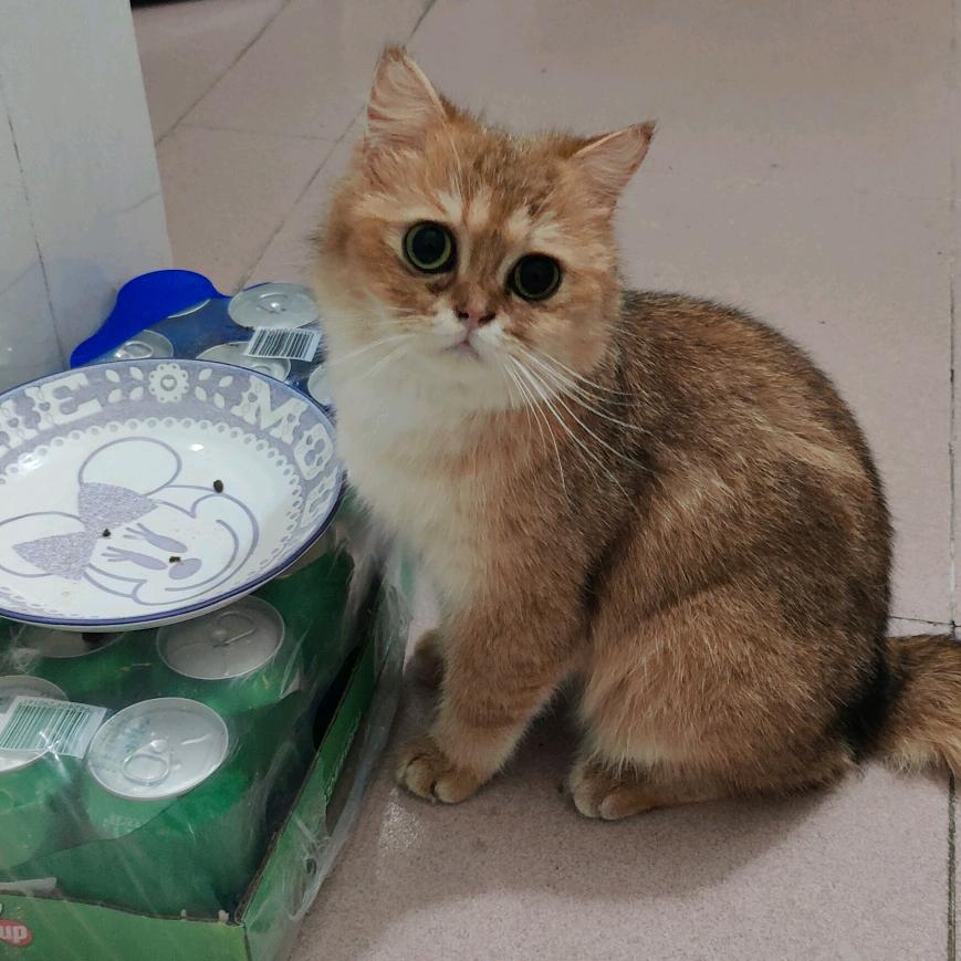 好多猫～