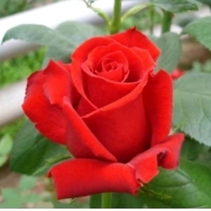 芊芊