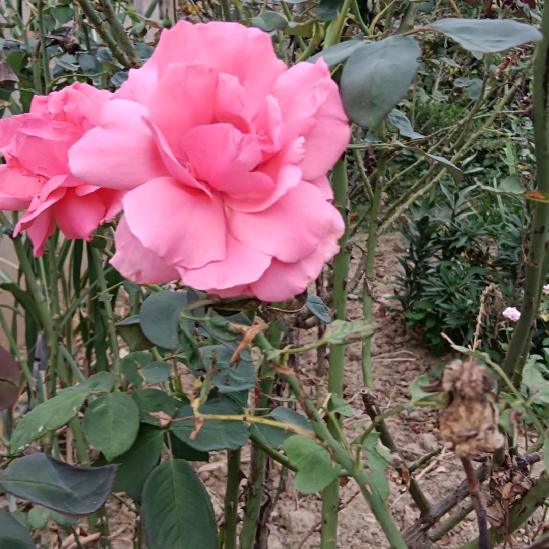一朵花