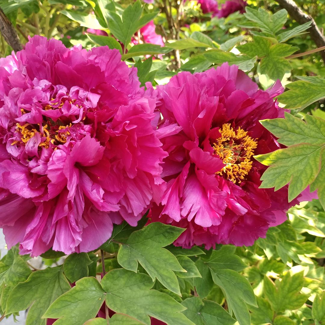 甜蜜为伴