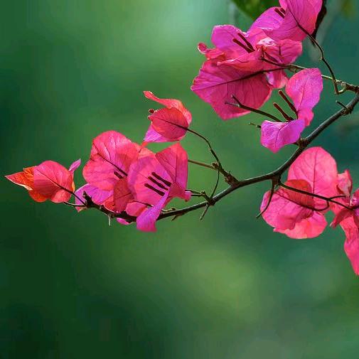 花邻友里