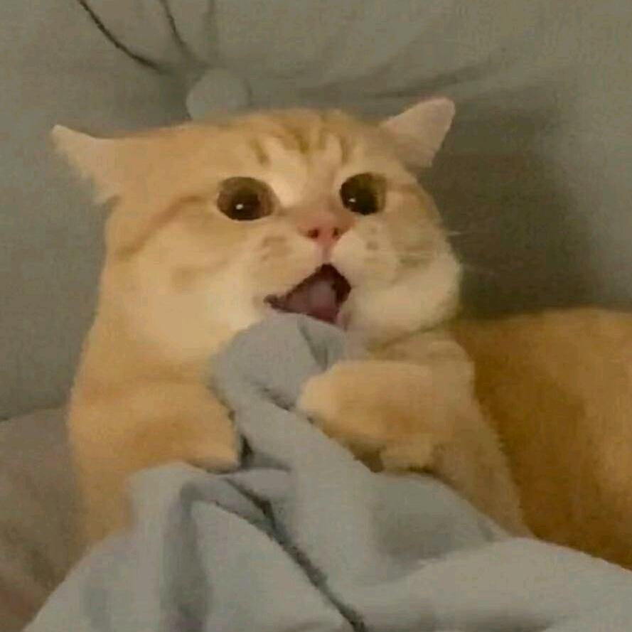 耋耋