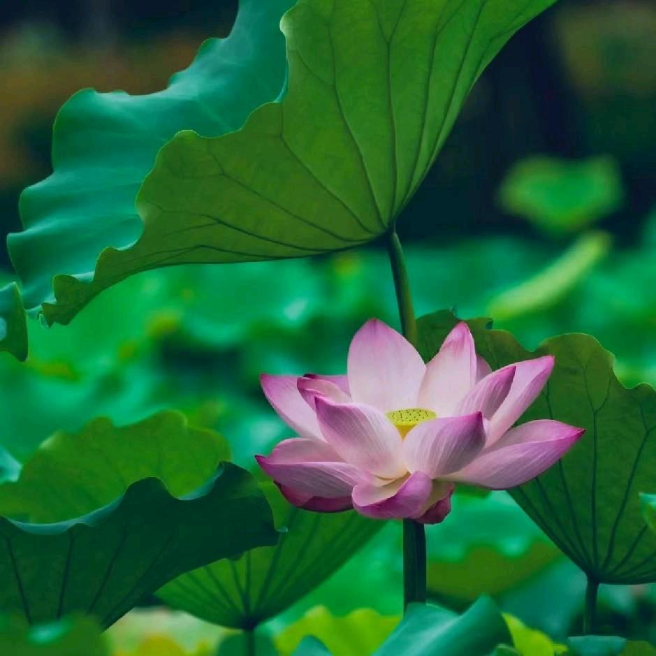 那朵莲