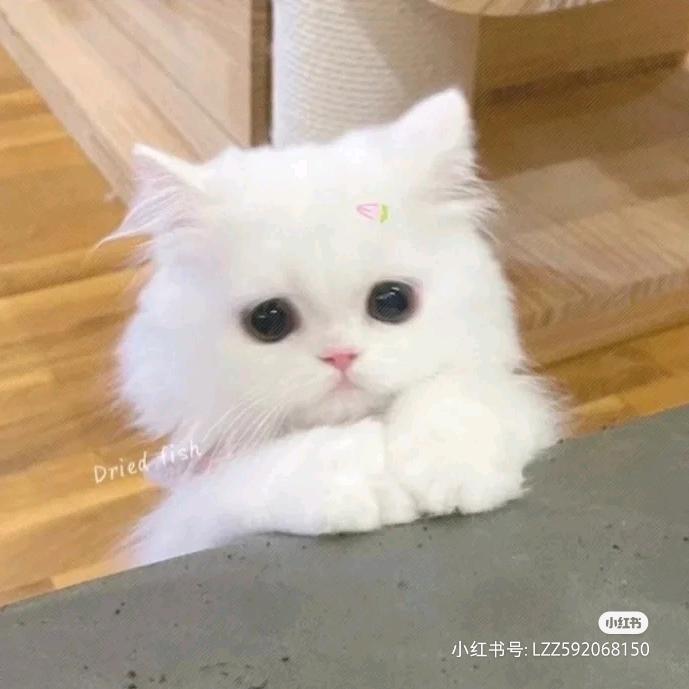 兄大韦