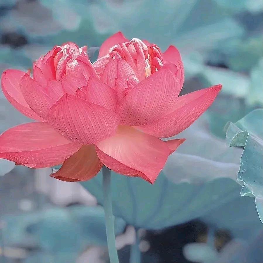 云淡风轻、