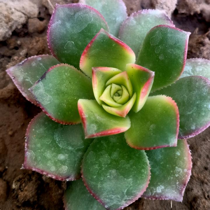 一生平安╰(*´︶`*)╯