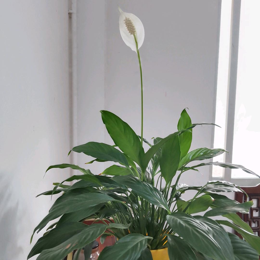琼浆甘露