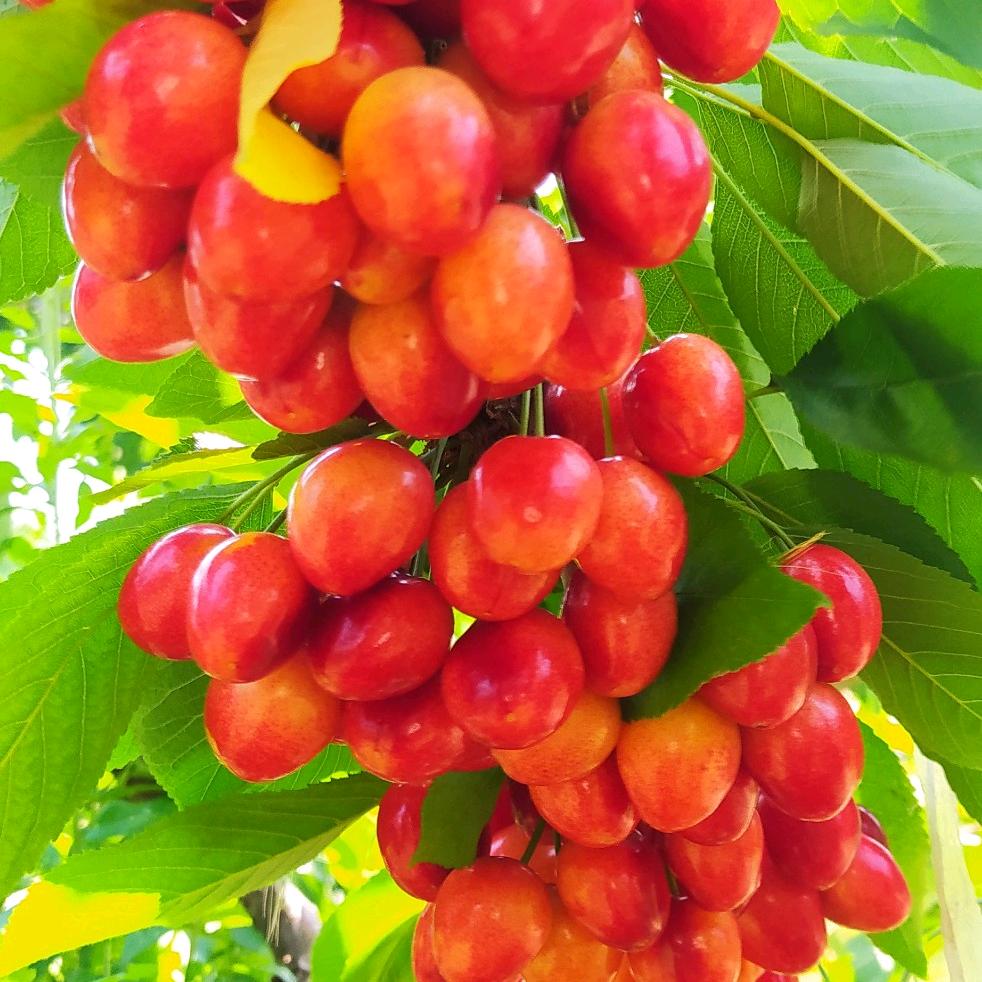 赵怀生（樱之源）