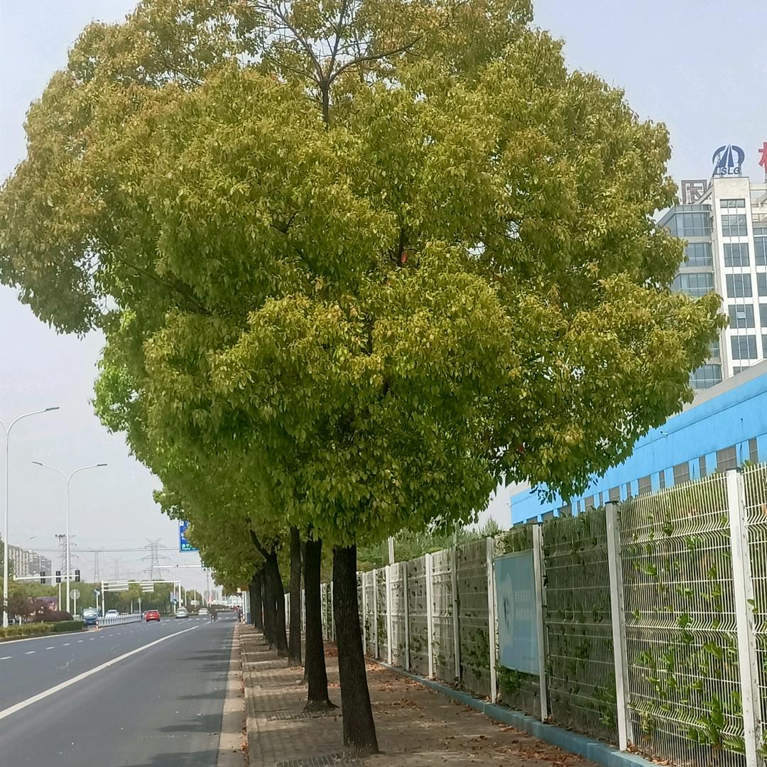梦里百货