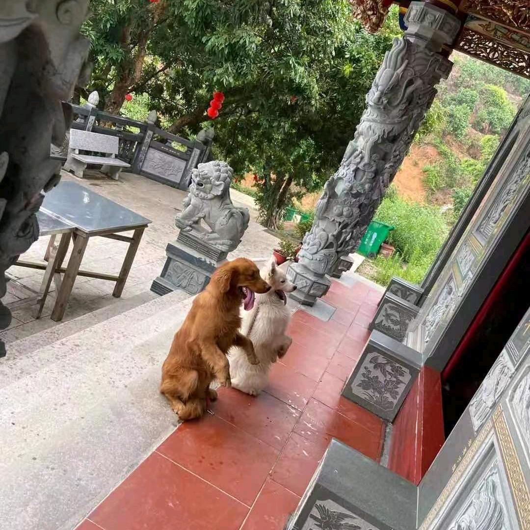 闽南神犬🐕七七