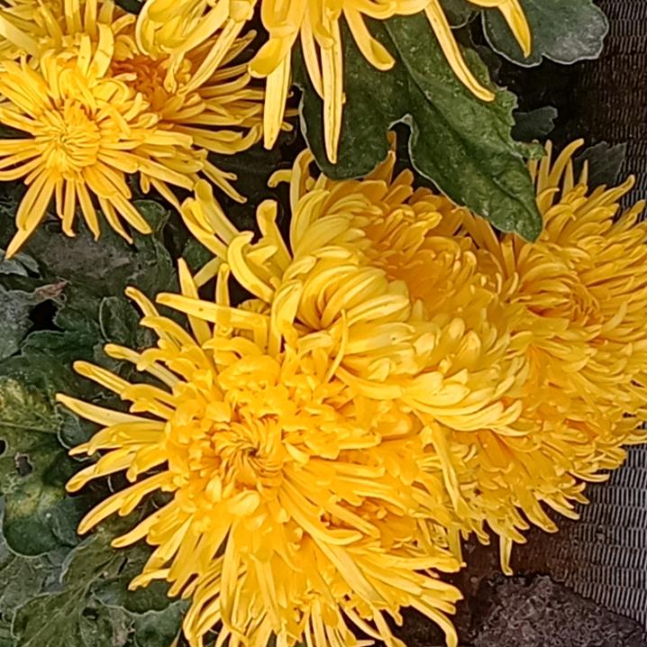 用户好运来（拒绝私聊）