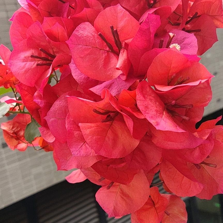 幸福快乐付玉华
