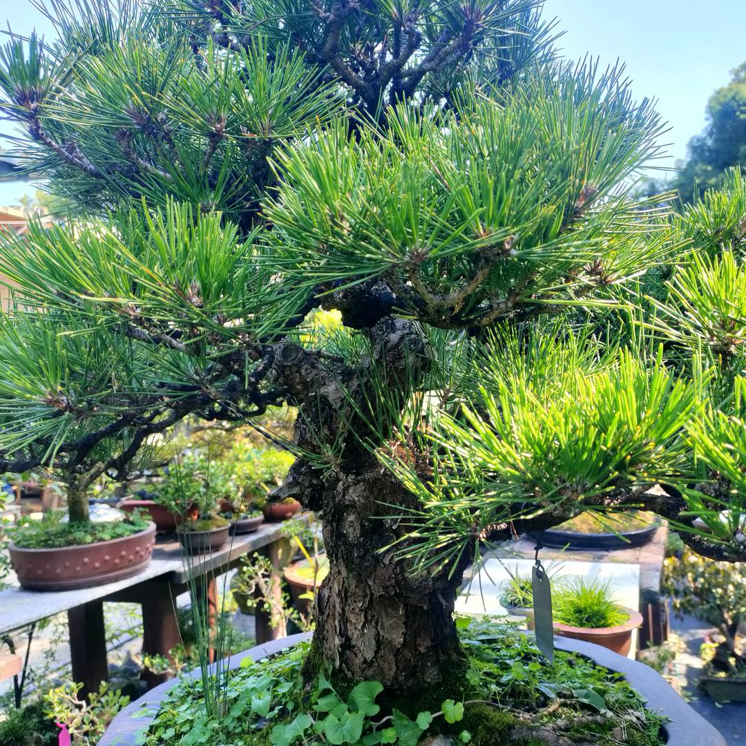 语过添情