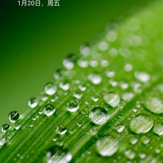 清风拂杨柳(づ ●─● )づ