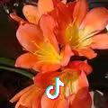 君子兰
