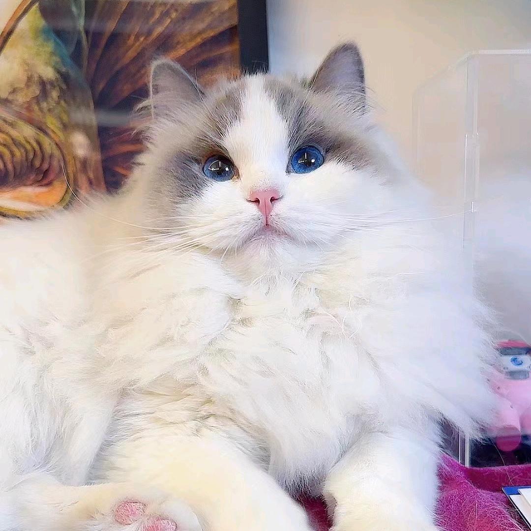 DLW布偶猫舍