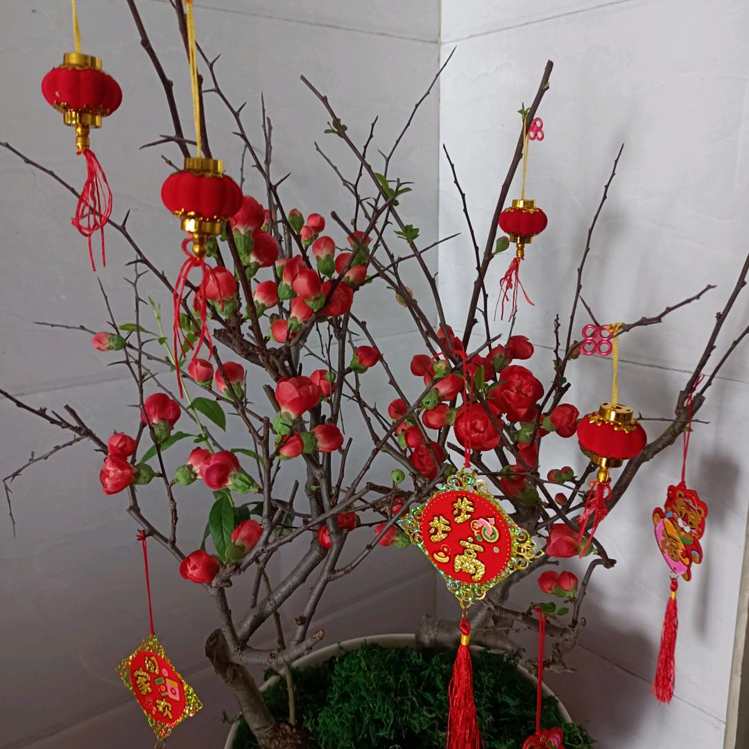 春常在