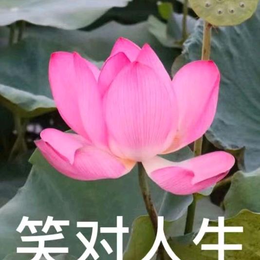 马女士吖