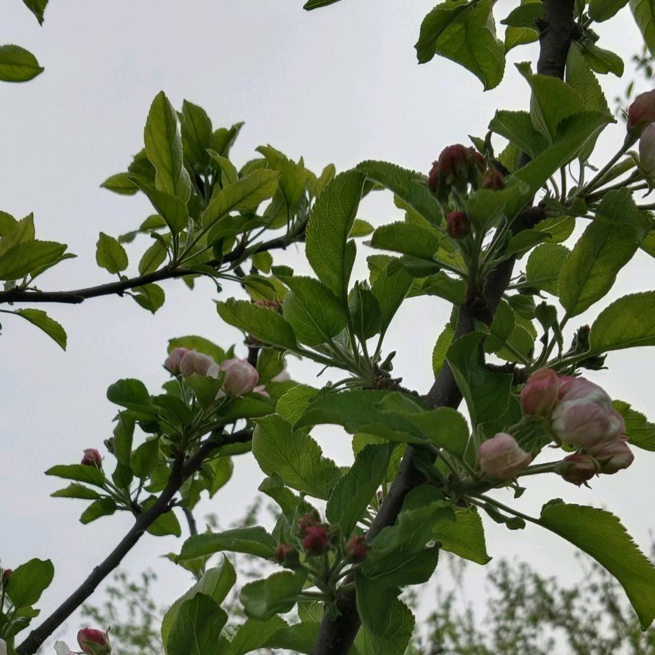 苹果123