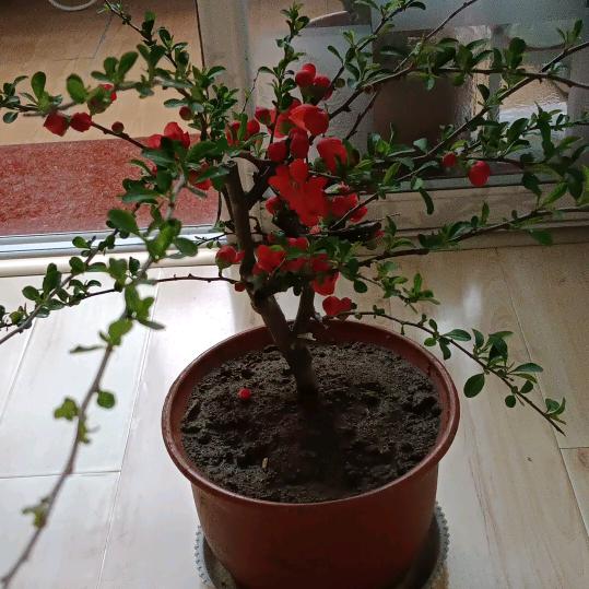 宁静的致朴