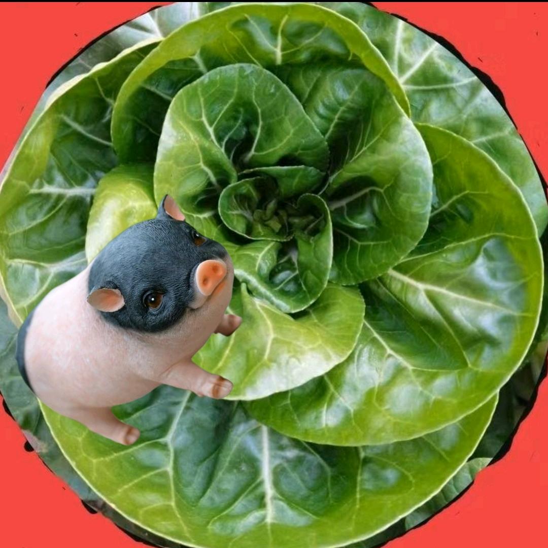 六月的雪依然冷