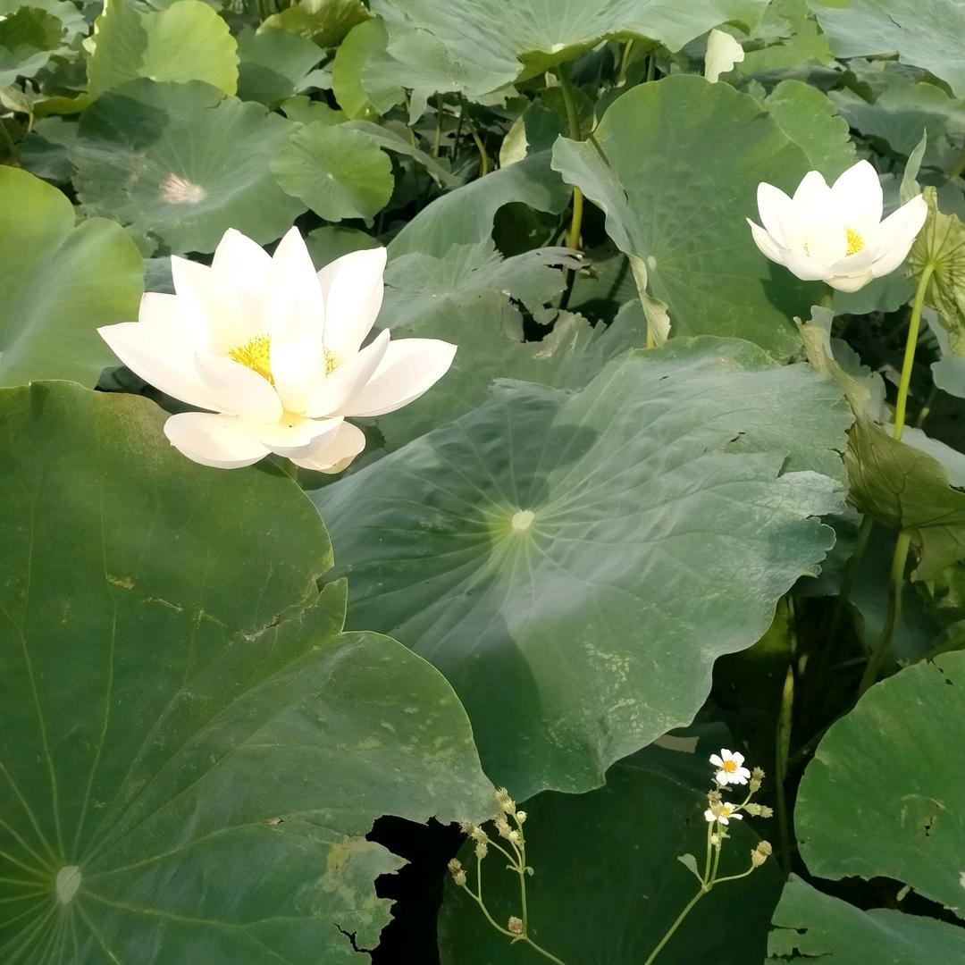 拉建筑材料白师傅
