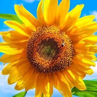 生命不息🌻努力不止