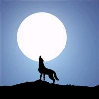 ༊ღ᭄孤狼ꦿ꯭望月꧔ꦿ᭄