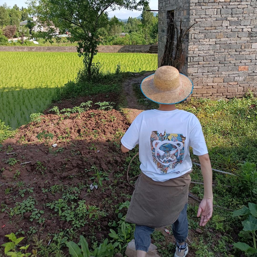 菜鸟杨歪歪