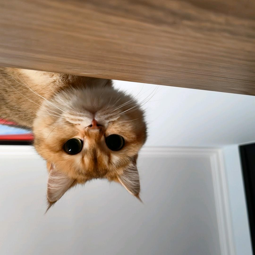 爆笑桌球（沈阳捌零玖零桌球）