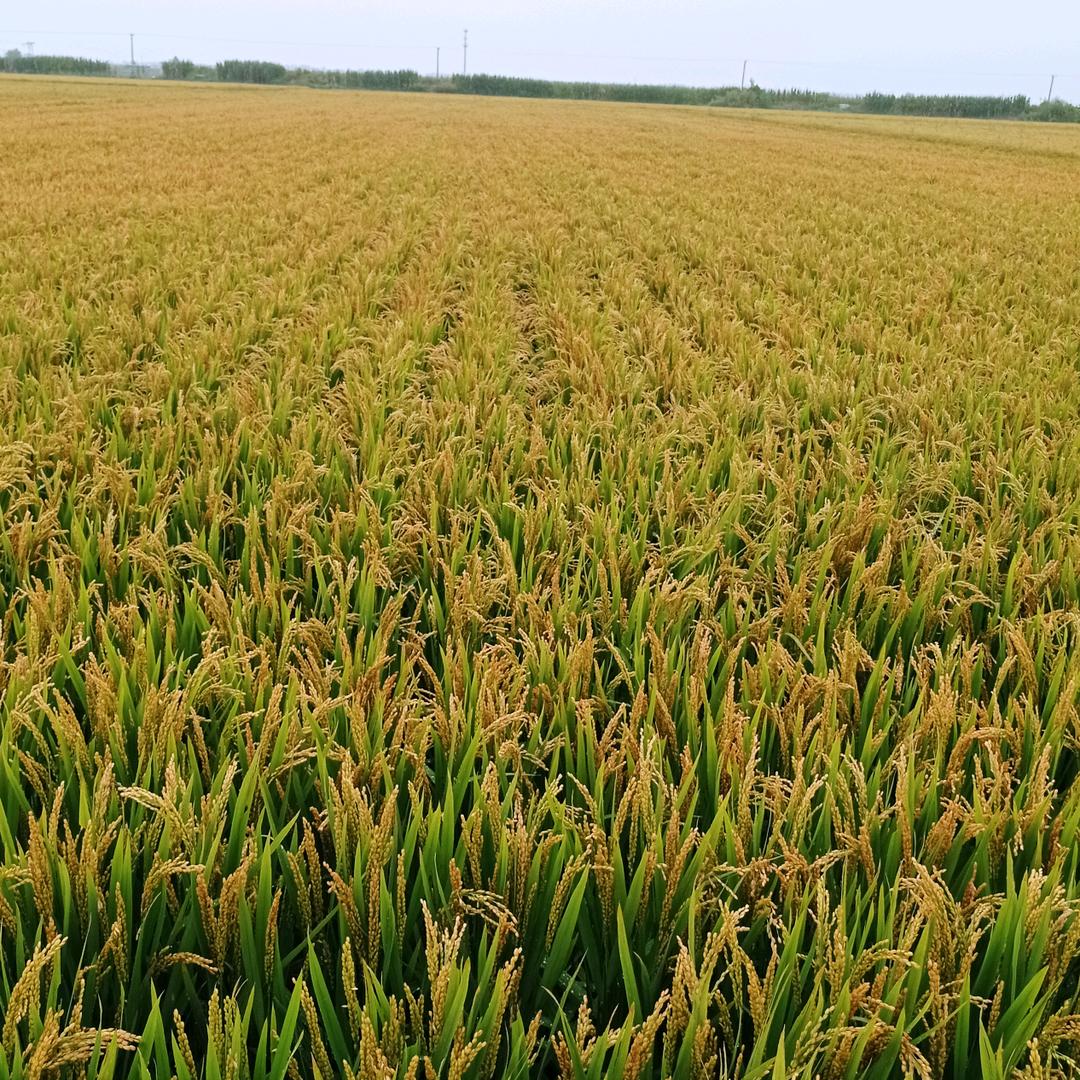 福气满满  吉祥如意