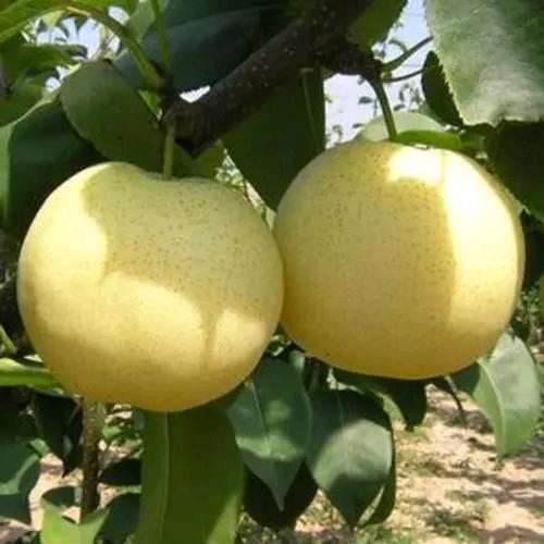 大黄蜂皇冠梨园