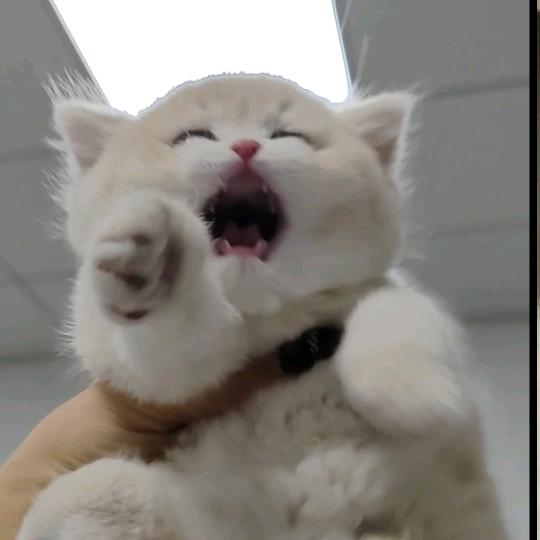 我也有猫啦哈哈哈哈哈哈哈 (家庭猫舍版)