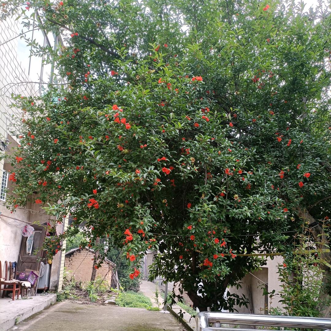 菊花开开心心过好每一天